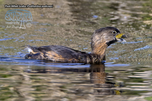 2023-03-18 Sweetwater Wetlands-Tucson