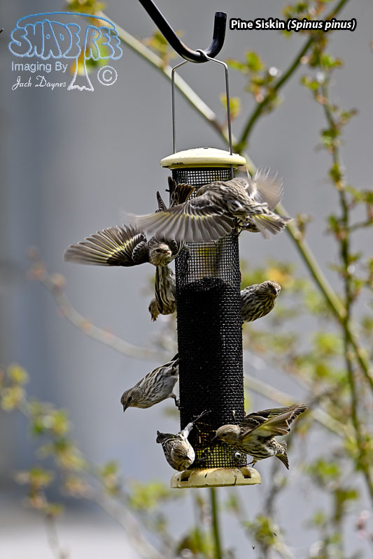 Pine Siskin - Spinus pinus