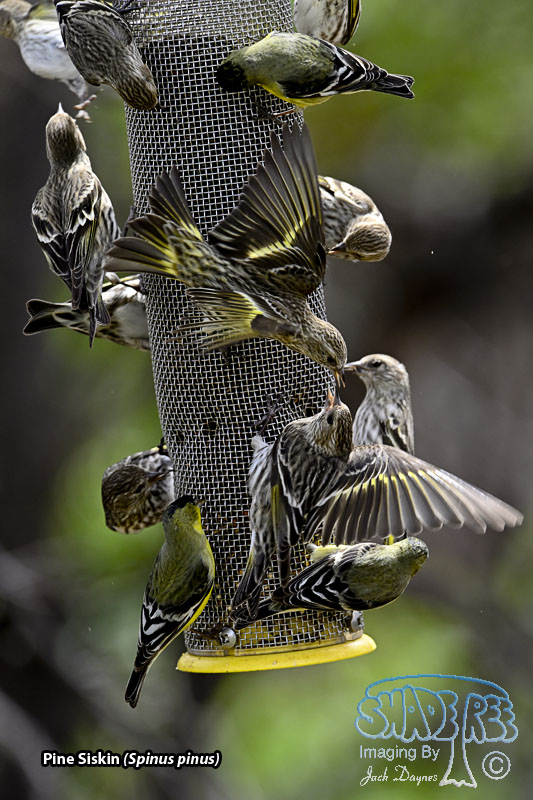 Pine Siskin - Spinus pinus