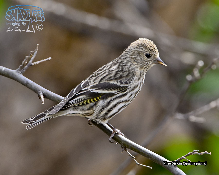 Pine Siskin - Spinus pinus