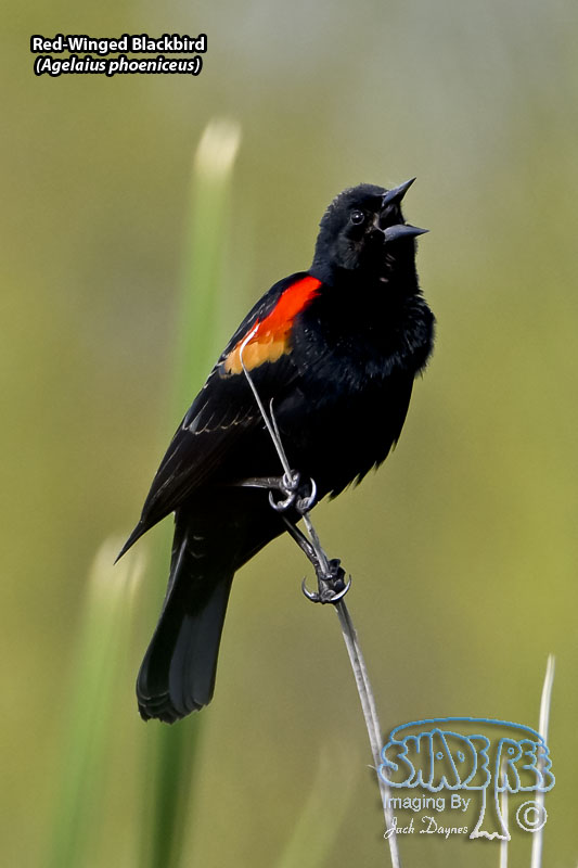 Red-Winged Blackbird - Agelaius phoeniceus