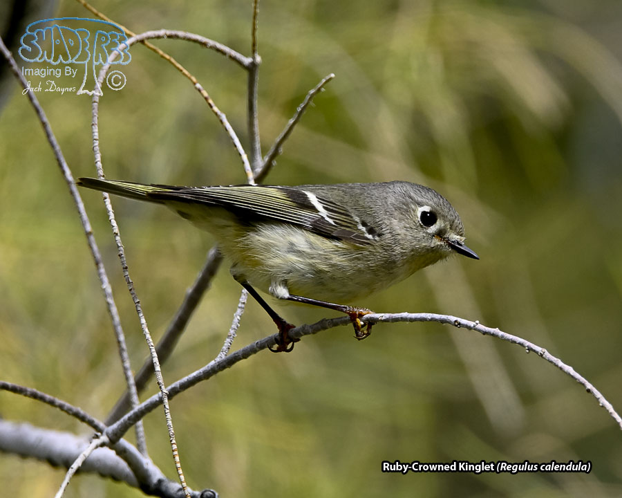 Ruby-Crowned Kinglet - Regulus calendula