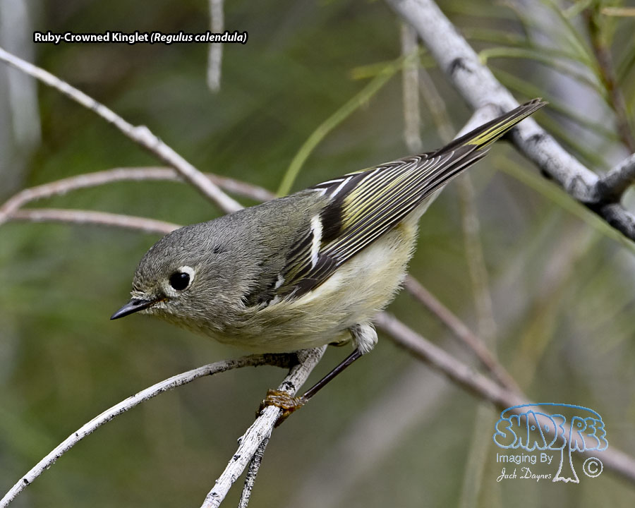 Ruby-Crowned Kinglet - Regulus calendula