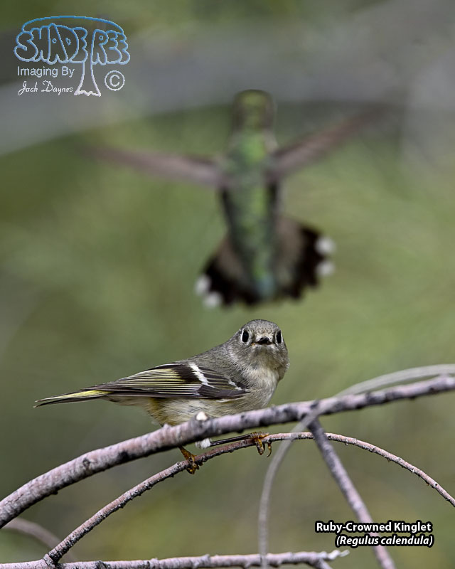 Ruby-Crowned Kinglet - Regulus calendula