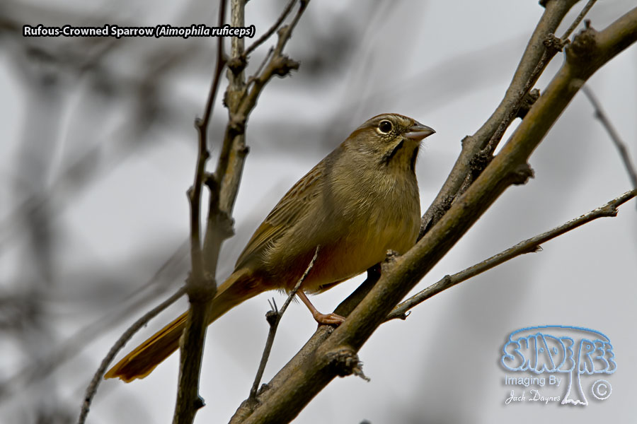 Rufous-Crowned Sparrow - Aimophila ruficeps