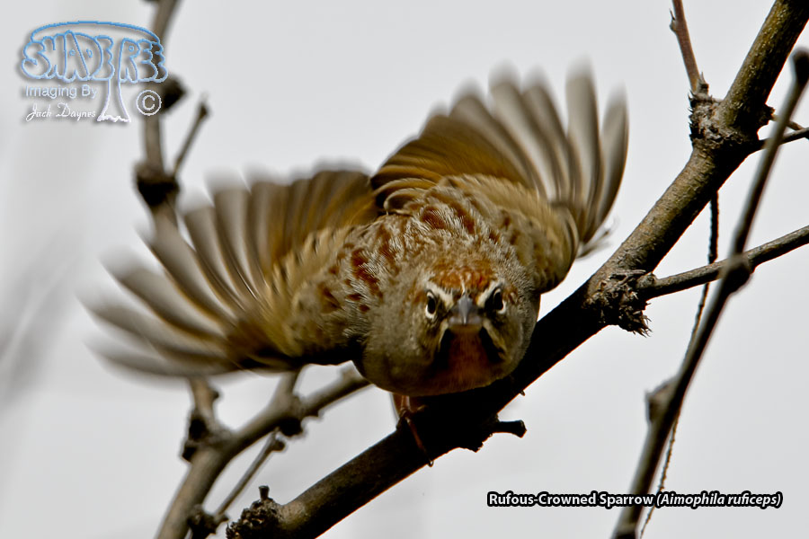 Rufous-Crowned Sparrow - Aimophila ruficeps