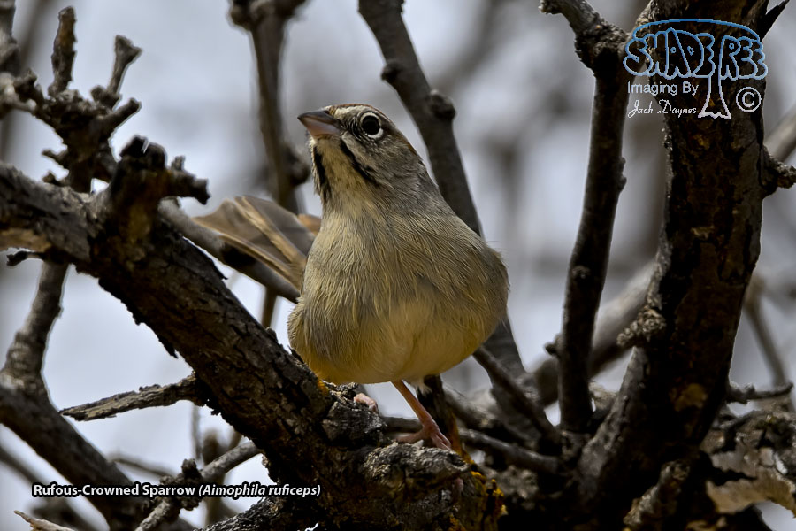 Rufous-Crowned Sparrow - Aimophila ruficeps