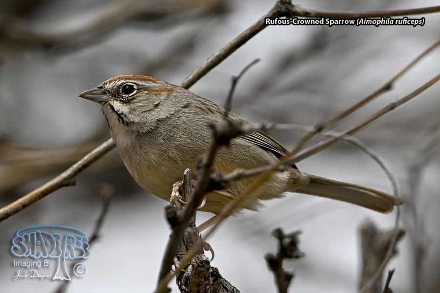 Rufous-Crowned Sparrow - Aimophila ruficeps