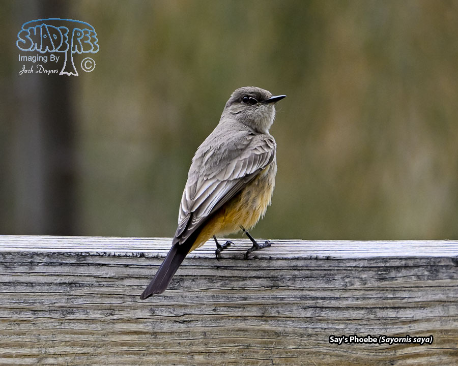 Say's Phoebe - Sayornis saya