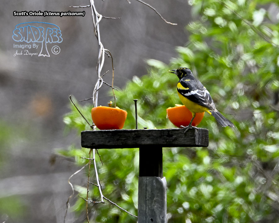 Scott's Oriole - Icterus parisorum