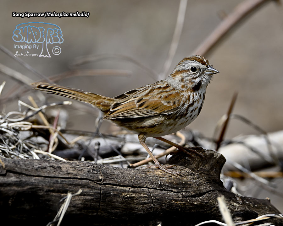 Song Sparrow - Melospiza melodia