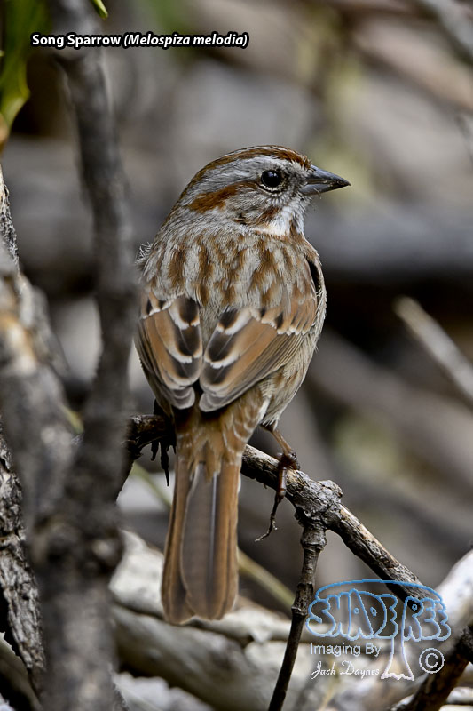 Song Sparrow - Melospiza melodia