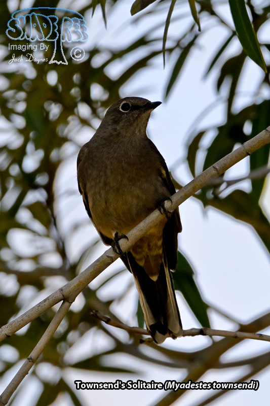 Townsend's Solitaire - Myadestes townsendi