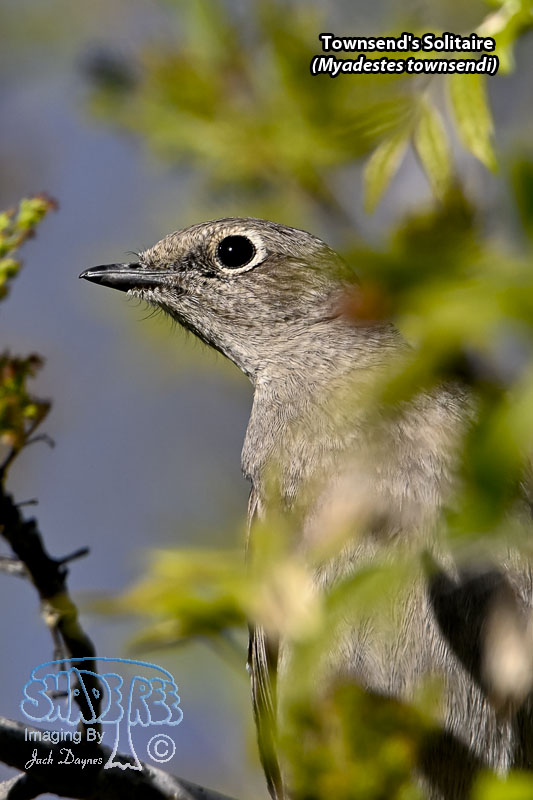 Townsend's Solitaire - Myadestes townsendi