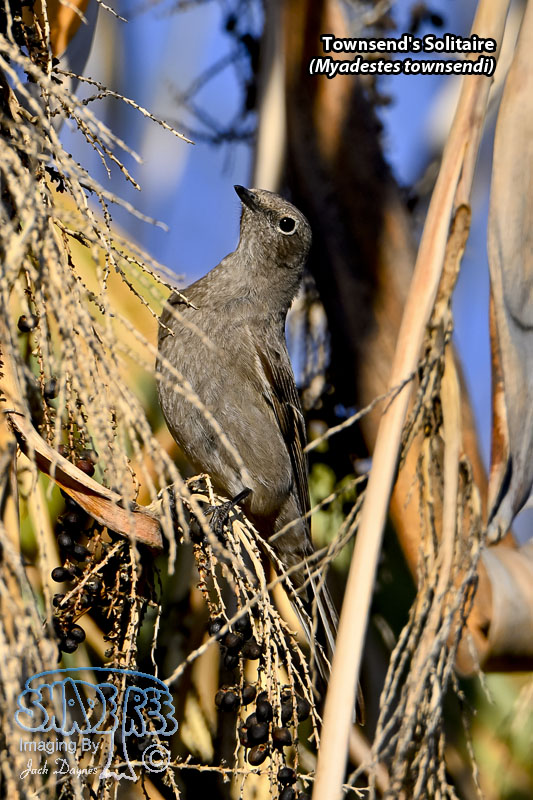 Townsend's Solitaire - Myadestes townsendi