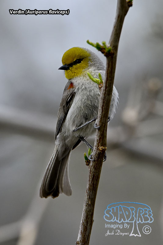 Verdin - Auriparus flaviceps