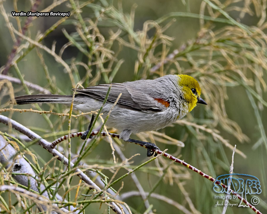 Verdin - Auriparus flaviceps
