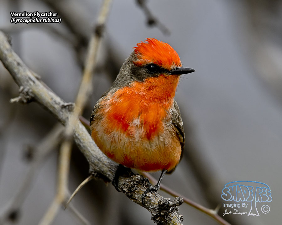 Vermilion Flycatcher - Pyrocephalus rubinus
