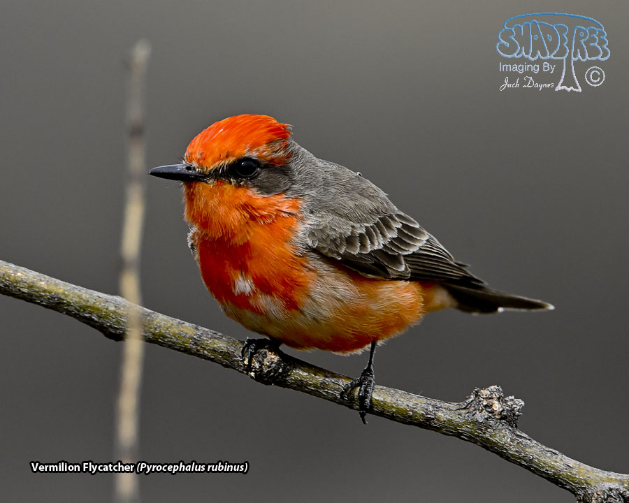 Vermilion Flycatcher - Pyrocephalus rubinus