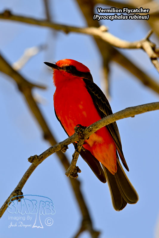 Vermilion Flycatcher - Pyrocephalus rubinus