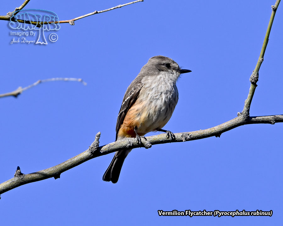 Vermilion Flycatcher - Pyrocephalus rubinus