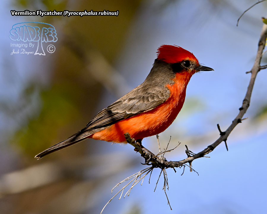 Vermilion Flycatcher - Pyrocephalus rubinus