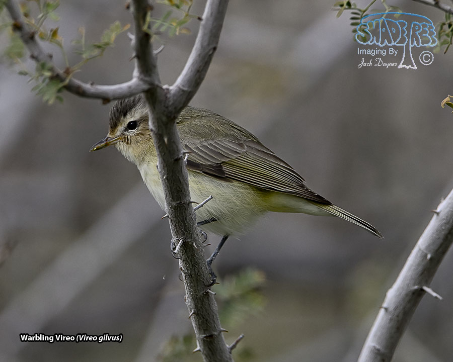 Warbling Vireo - Vireo gilvus