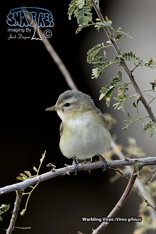 Warbling Vireo - Vireo gilvus