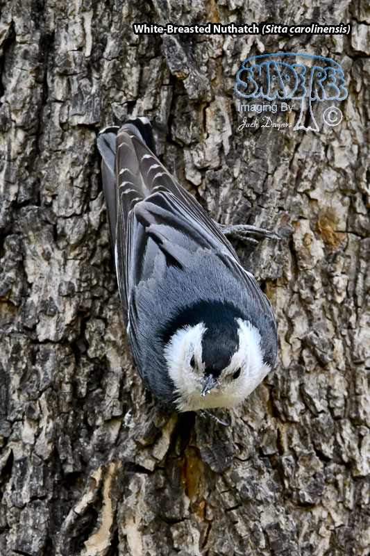White-Breasted Nuthatch - Sitta carolinensis