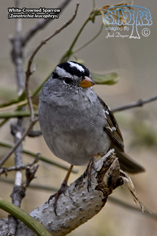 White-Crowned Sparrow - Zonotrichia leucophrys