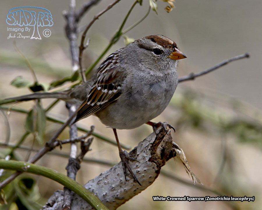 White-Crowned Sparrow - Zonotrichia leucophrys