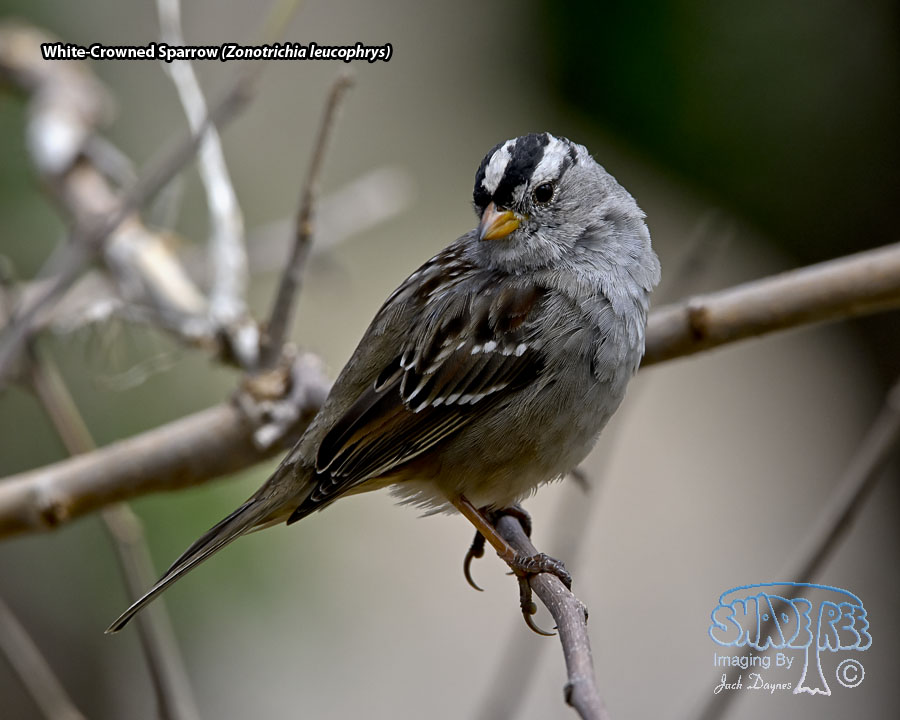 White-Crowned Sparrow - Zonotrichia leucophrys