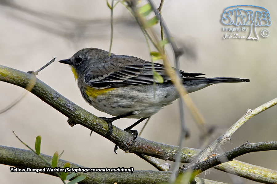Yellow-Rumped Warbler - Setophaga coronata auduboni