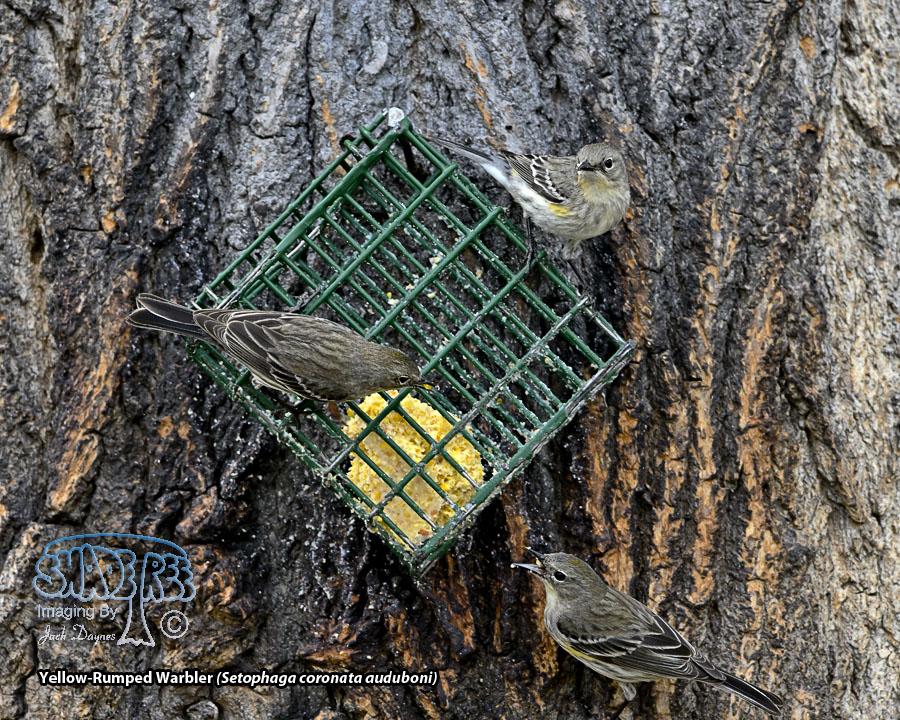 Yellow-Rumped Warbler - Setophaga coronata auduboni