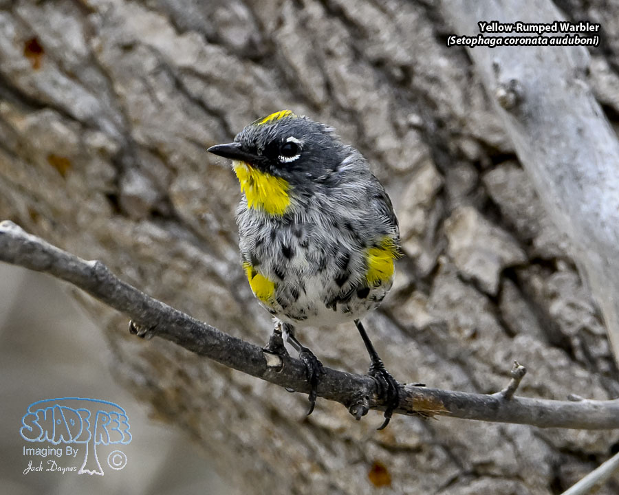 Yellow-Rumped Warbler - Setophaga coronata auduboni
