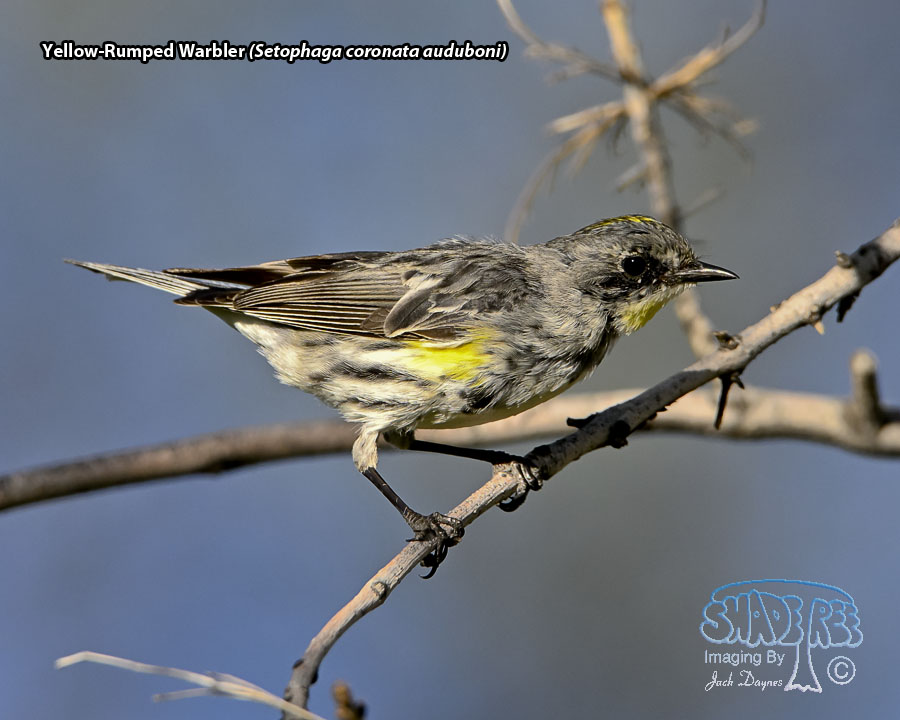 Yellow-Rumped Warbler - Setophaga coronata auduboni