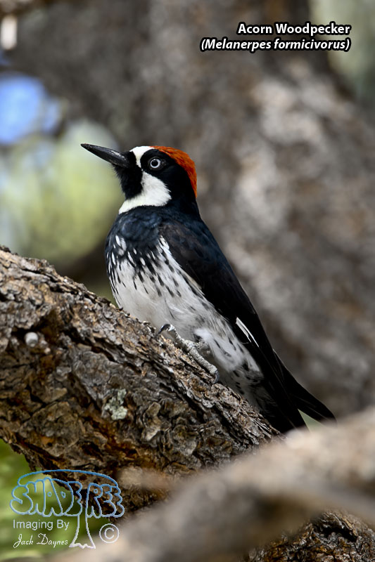 Acorn Woodpecker - Melanerpes formicivorus