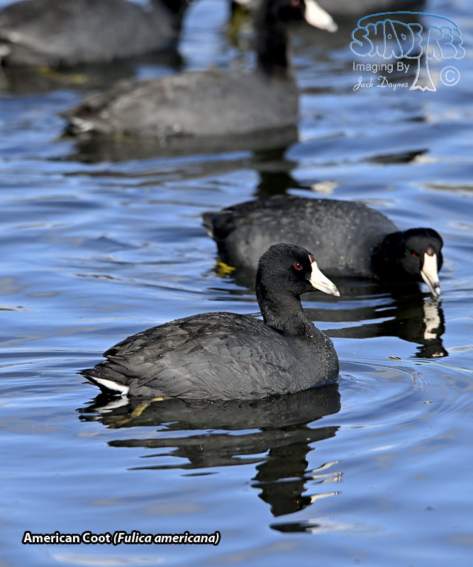 American Coot - Fulica americana