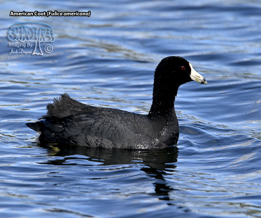 American Coot - Fulica americana