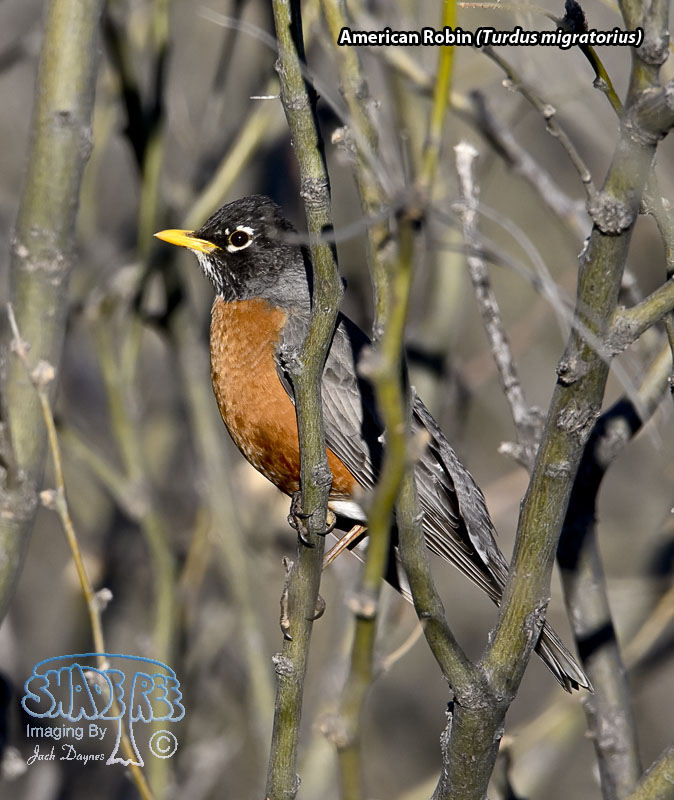 American Robin - Turdus migratorius