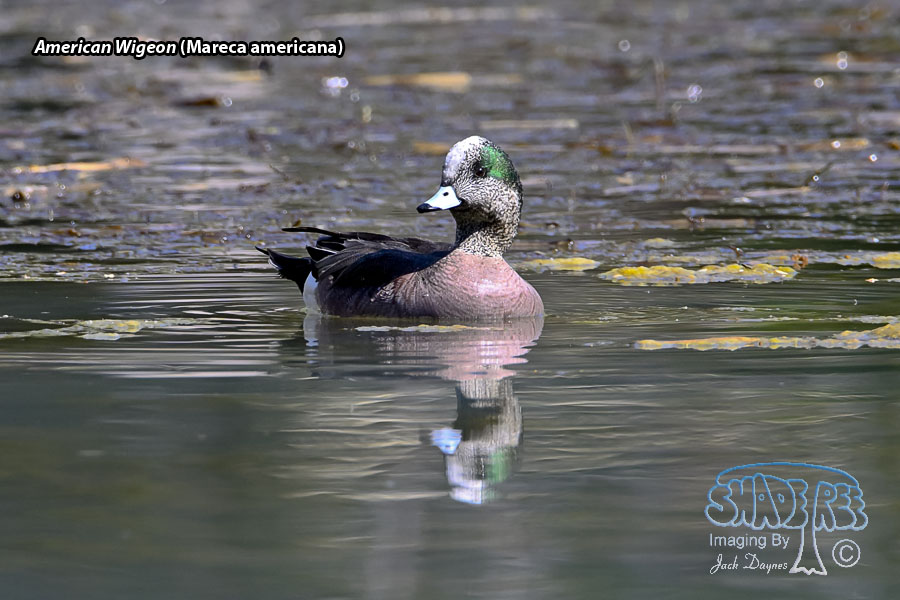 American Wigeon - Mareca americana