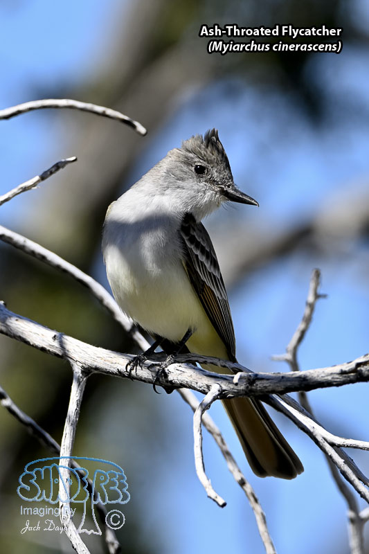 Ash-Throated Flycatcher - Myiarchus cinerascens