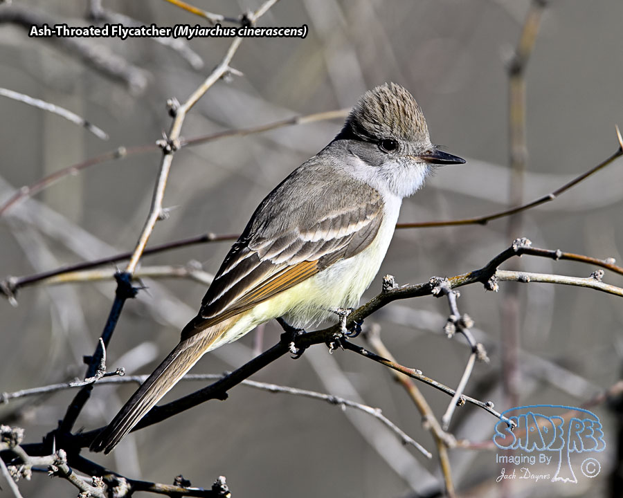 Ash-Throated Flycatcher - Myiarchus cinerascens