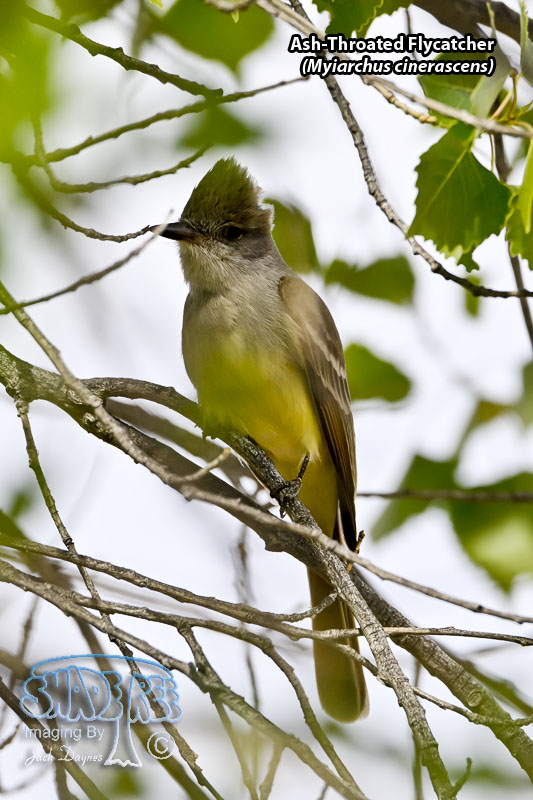 Ash-Throated Flycatcher - Myiarchus cinerascens
