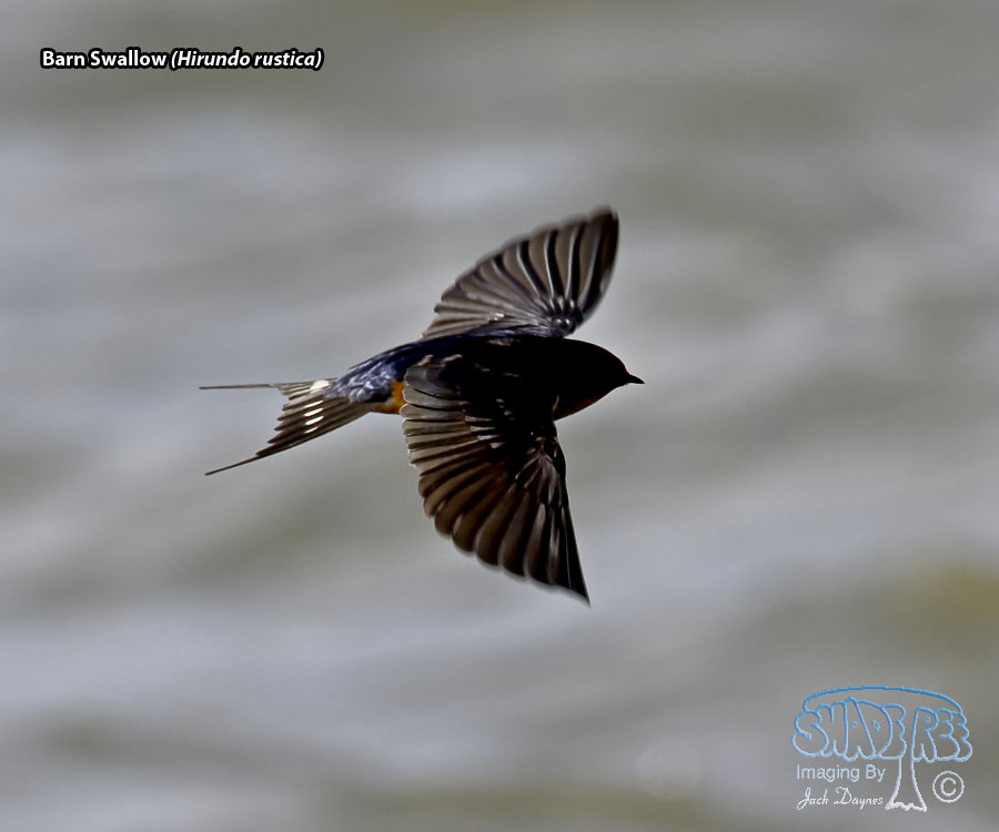 Barn Swallow - Hirundo rustica