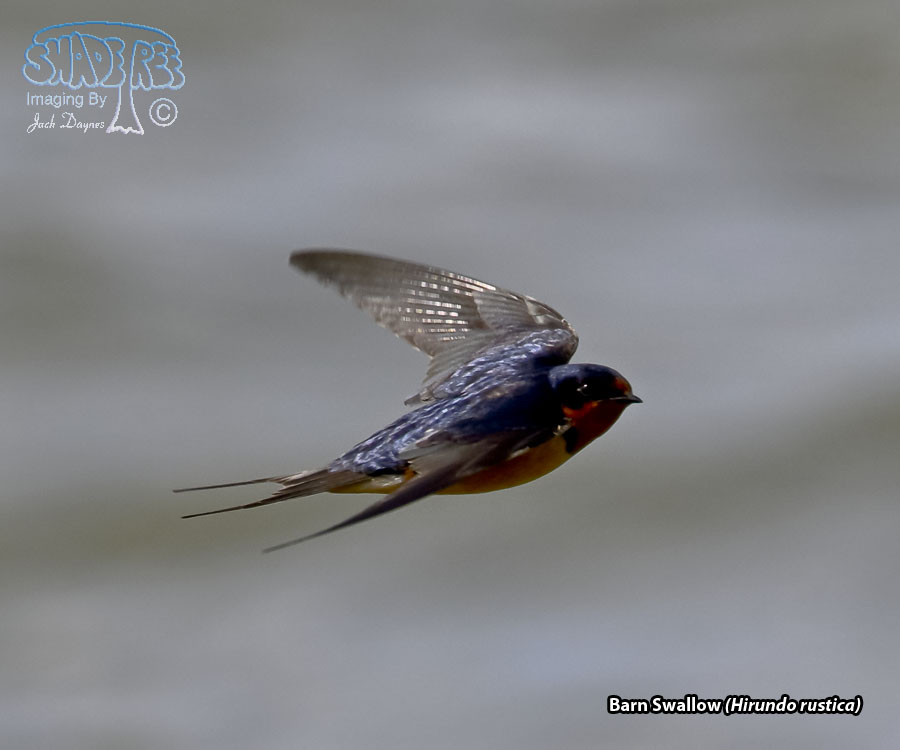 Barn Swallow - Hirundo rustica