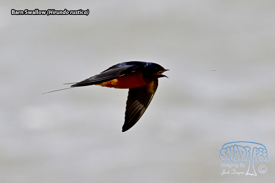 Barn Swallow - Hirundo rustica