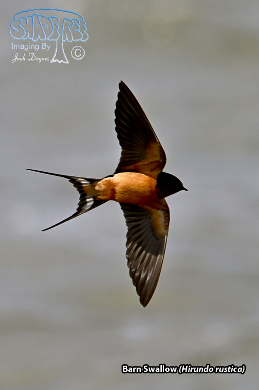 Barn Swallow - Hirundo rustica