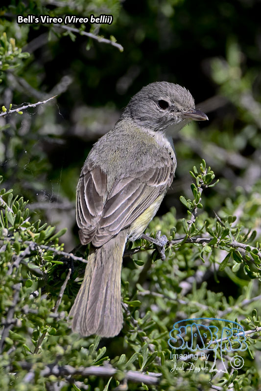 Bell's Vireo - Vireo bellii
