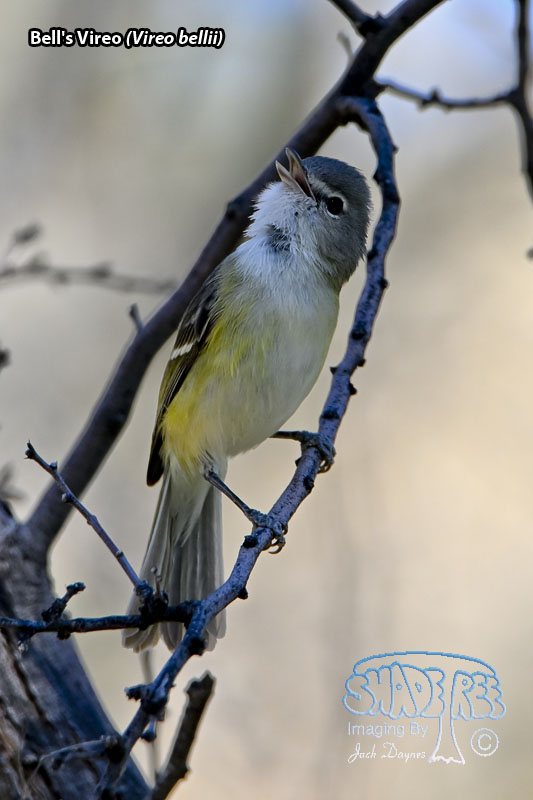 Bell's Vireo - Vireo bellii